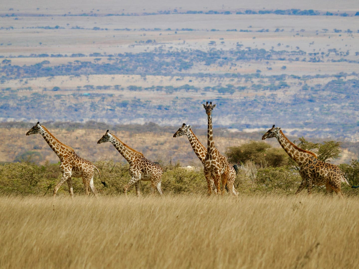  Queen Elizabeth National Park 🦁🐘