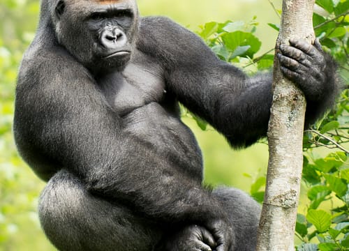The Ultimate Guide to Gorilla Trekking in Uganda & Rwanda #6