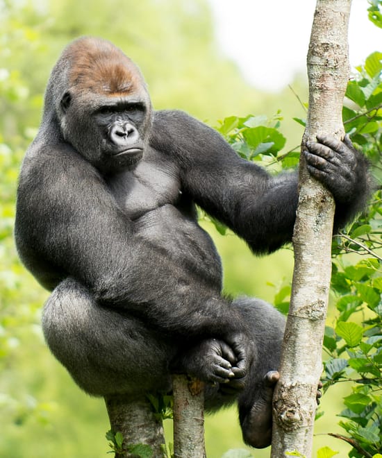 The Ultimate Guide to Gorilla Trekking in Uganda & Rwanda #6