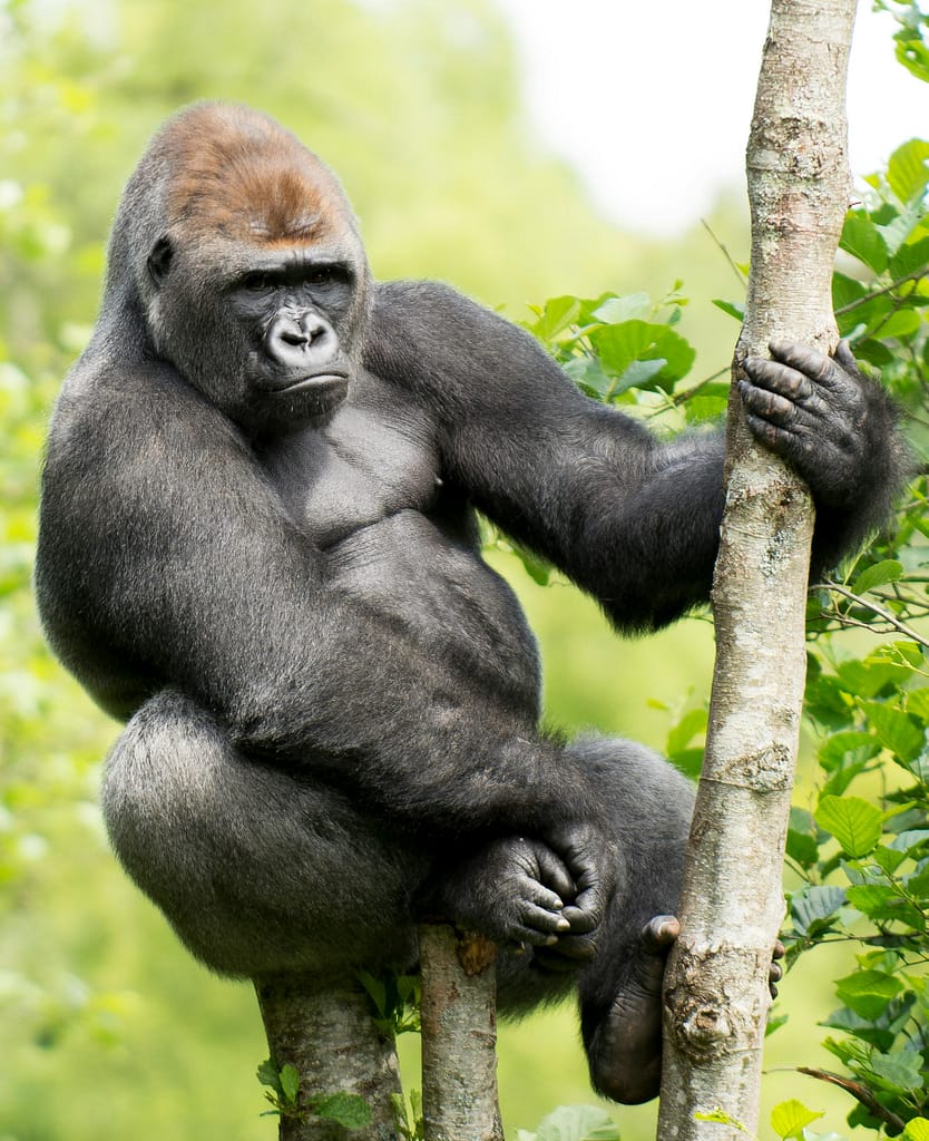 The Ultimate Guide to Gorilla Trekking in Uganda & Rwanda #6